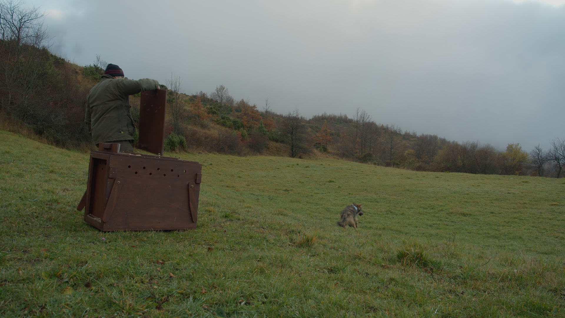 Liberazione di un lupo radiocollarato durante un progetto nel Parco dell'Appennino Tosco-Emiliano